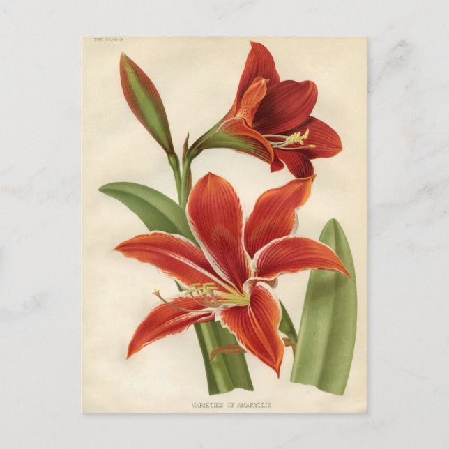 Botaniskt vintage - Amaryllis Vykort (Framsida)