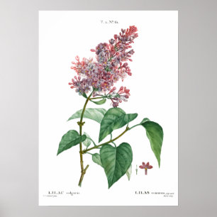 botaniskt vintage av en vanlig lilac-Poster Poster