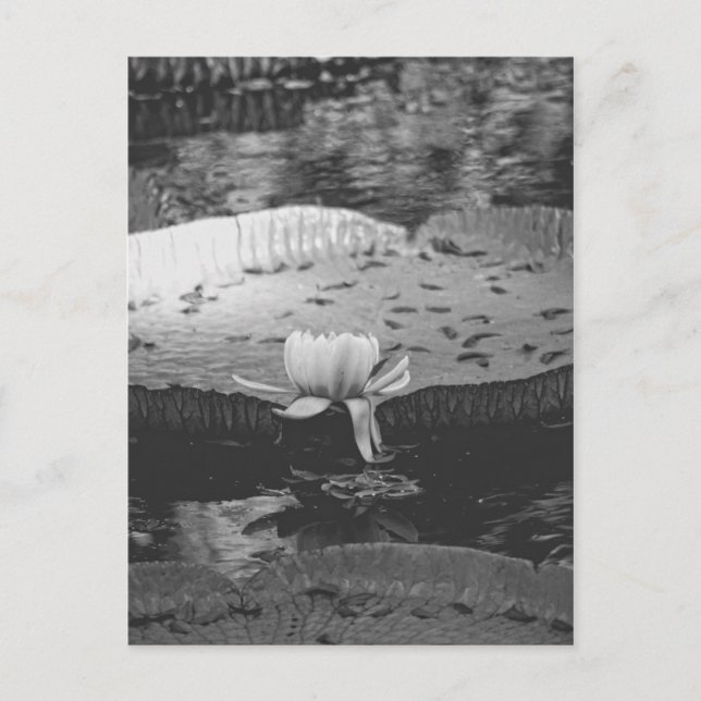 Botaniskt Vykort (Framsida)