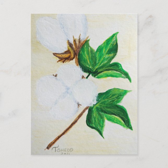 botaniskt vykort för bomull kapsel (Framsida)