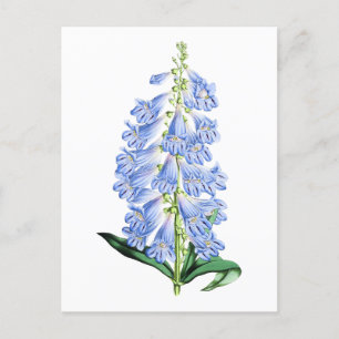 Botaniskt vykort för Rocky Mountain Blue Vintage