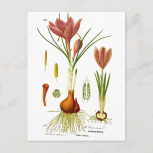 Botany Illustration Vykort