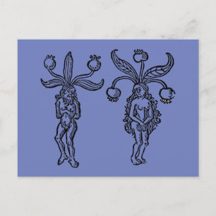 Botany: Mandrake, 1476 Vykort