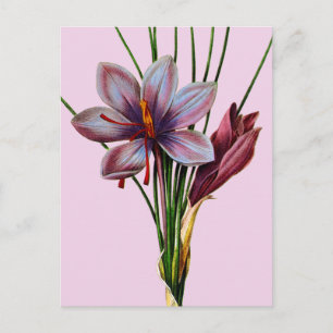 Botany: Saffron Vykort