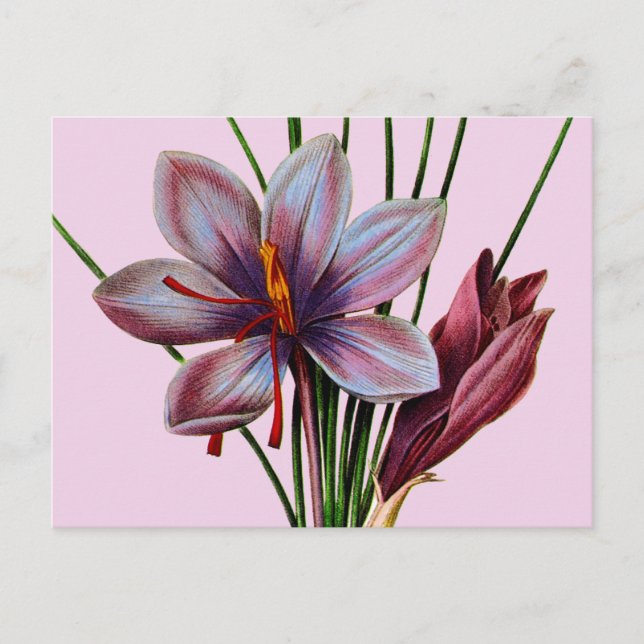 Botany: Saffron Vykort (Framsida)
