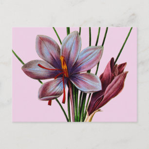 Botany: Saffron Vykort