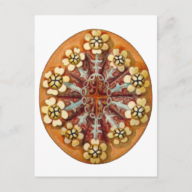 Botrylloides purpureus, Ernst Haeckel Finkonst Vykort (Framsida)