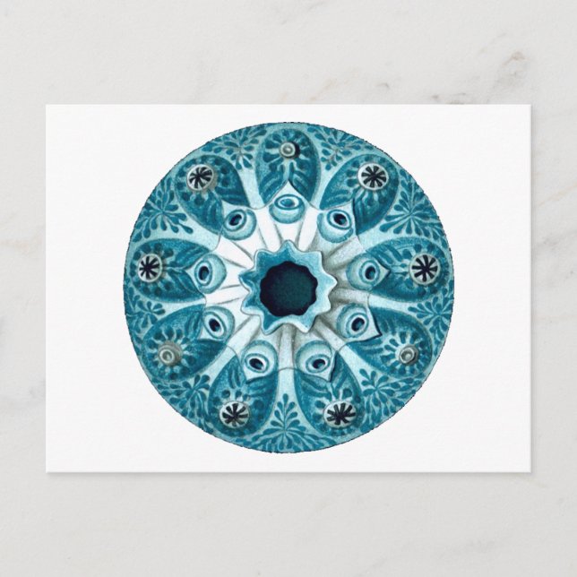 Botryllus Polycyclus Ernst Haeckel Fine Art Vykort (Framsida)