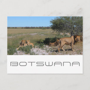 Botswana Central Kalahari Lejon Savannah Resa Vykort