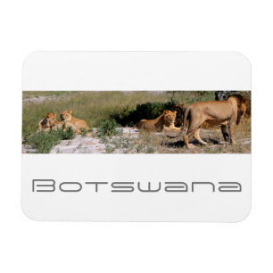 Botswana Central Kalahari Lejon Savannah Travel Magnet