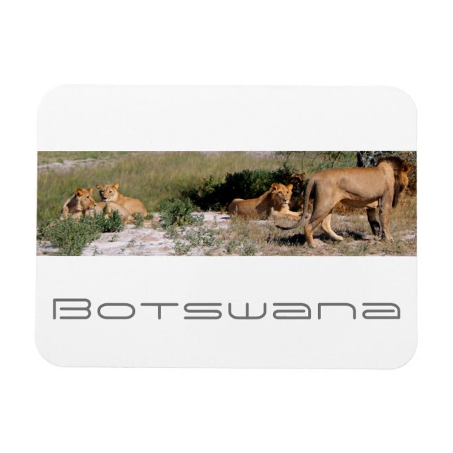 Botswana Central Kalahari Lejon Savannah Travel Magnet (Horisontell)