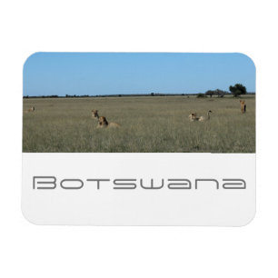 Botswana Central Kalahari Lejon Savannah Travel Magnet