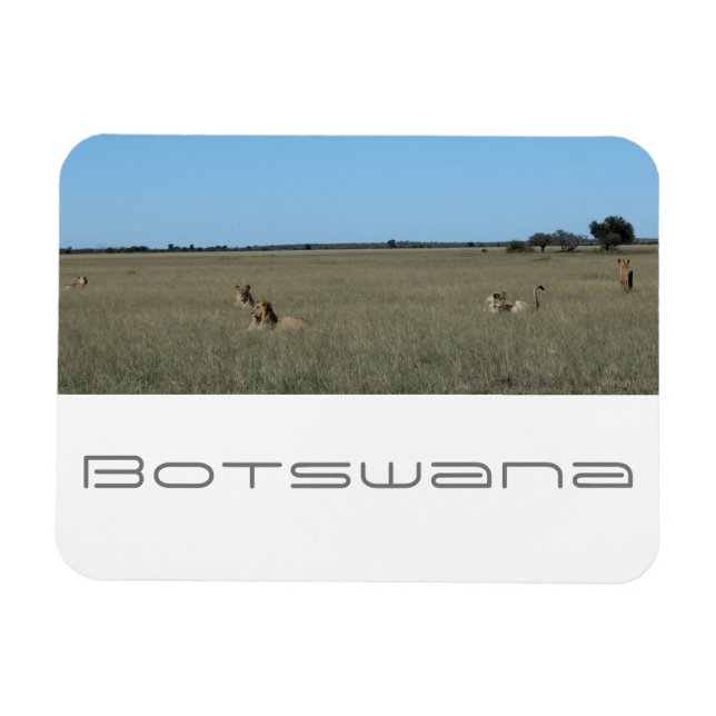 Botswana Central Kalahari Lejon Savannah Travel Magnet (Horisontell)