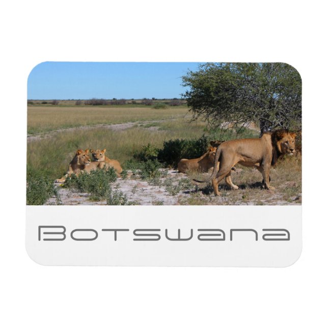Botswana Central Kalahari Lejon Savannah Travel Magnet (Horisontell)