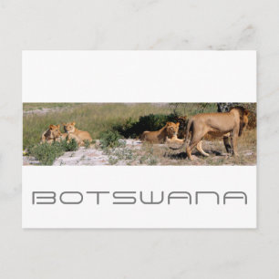 Botswana Central Kalahari Lejon Savannah Travel Vykort