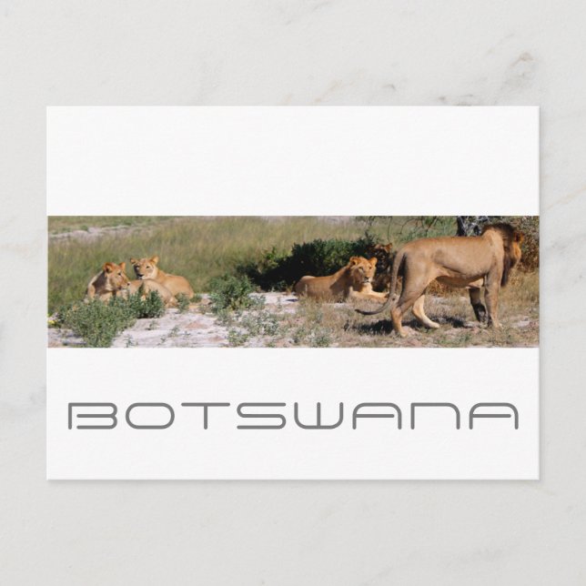 Botswana Central Kalahari Lejon Savannah Travel Vykort (Framsida)