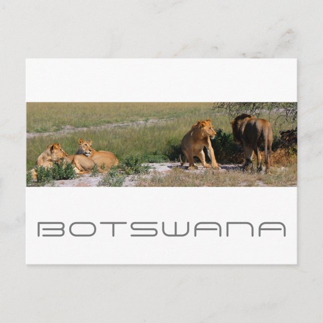 Botswana Central Kalahari Lejon Savannah Travel Vykort (Framsida)