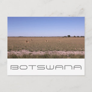 Botswana Central Kalahari Lejon Savannen Resor Vykort