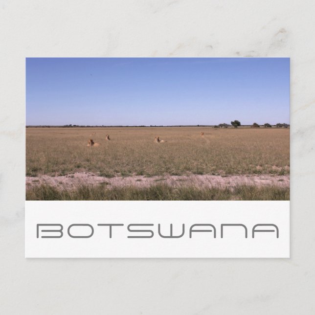 Botswana Central Kalahari Lejon Savannen Resor Vykort (Framsida)