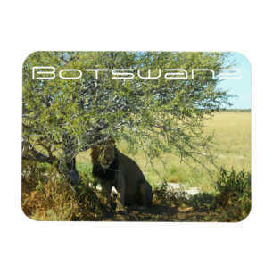 Botswana Central Kalahari Lejona Savannah Travel Magnet