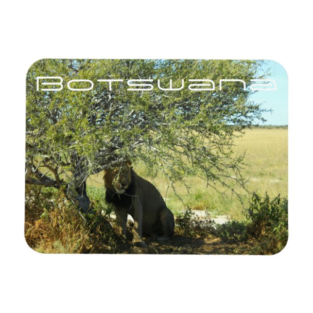 Botswana Central Kalahari Lejona Savannah Travel Magnet (Horisontell)