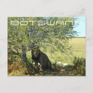 Botswana Central Kalahari Lejona Savannah Travel Vykort