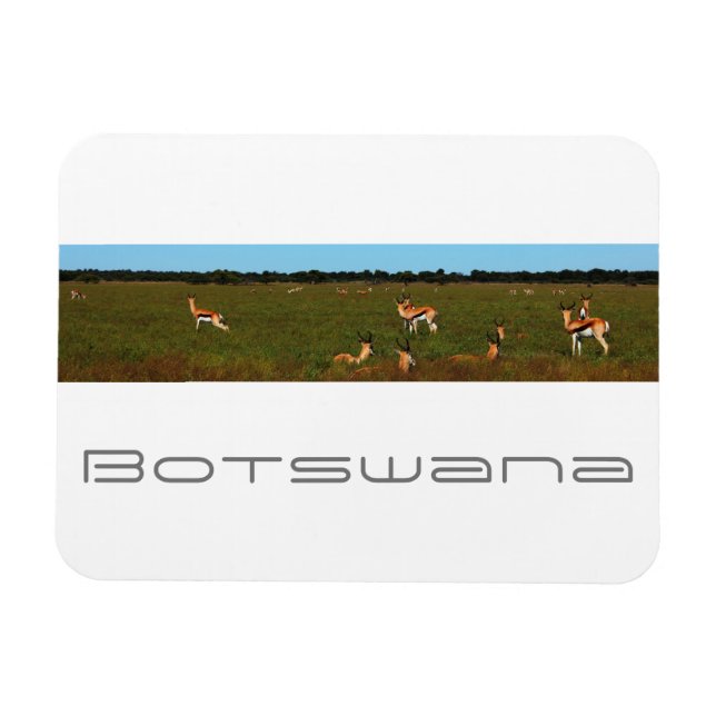 Botswana Central Kalahari Savannah Springboks Magnet (Horisontell)