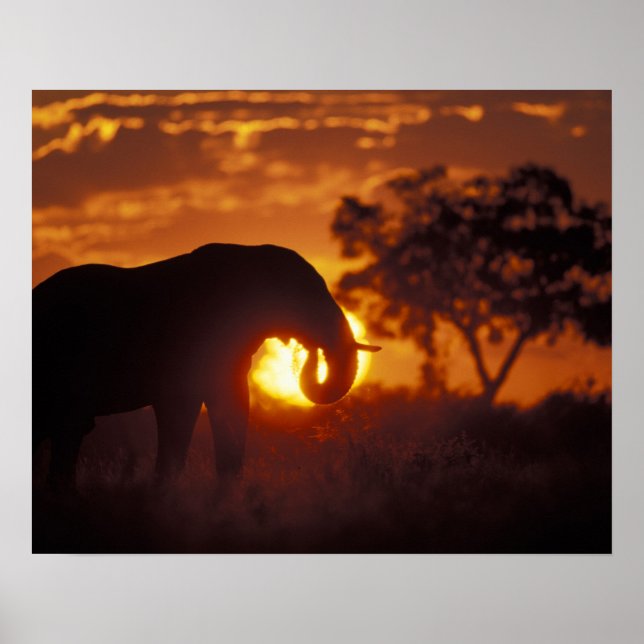 Botswana, Chobe National Park, Bull Elephant Poster (Framsidan)