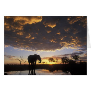 Botswana, Chobe National Park, Elefant Hälsningskort