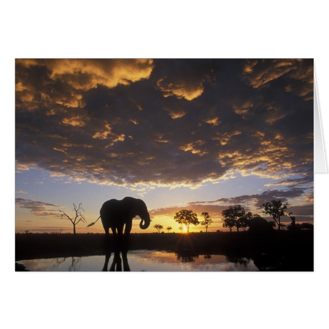Botswana, Chobe National Park, Elefant Hälsningskort (Framsidan Horizontal)