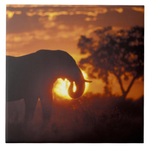 Botswana, Chobe National Park, Elefanttjur Kakelplatta