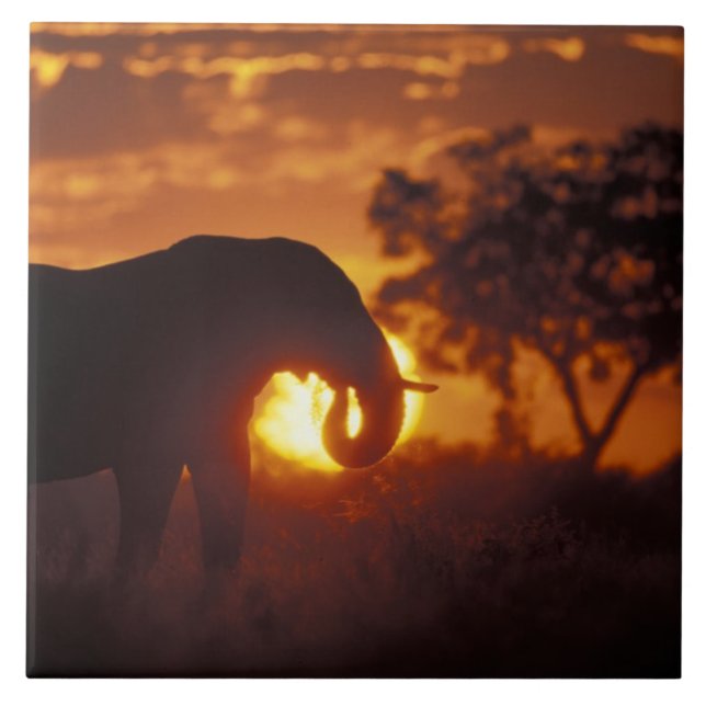 Botswana, Chobe National Park, Elefanttjur Kakelplatta (Framsidan)