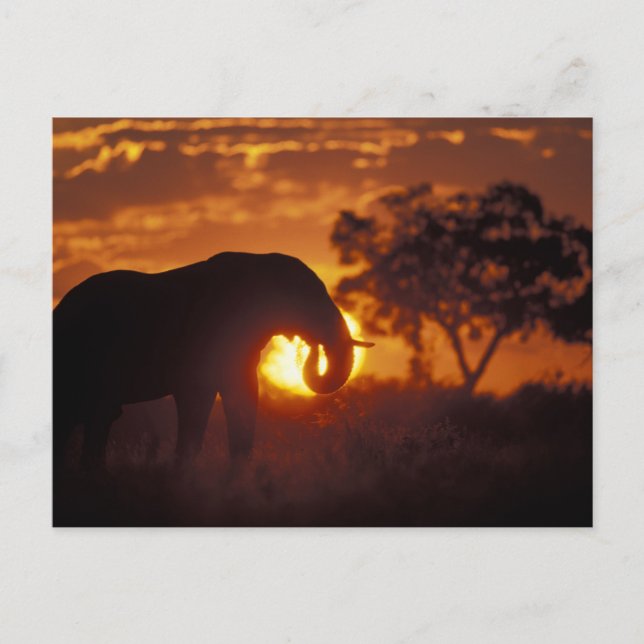 Botswana, Chobe National Park, Elefanttjur Vykort (Framsida)