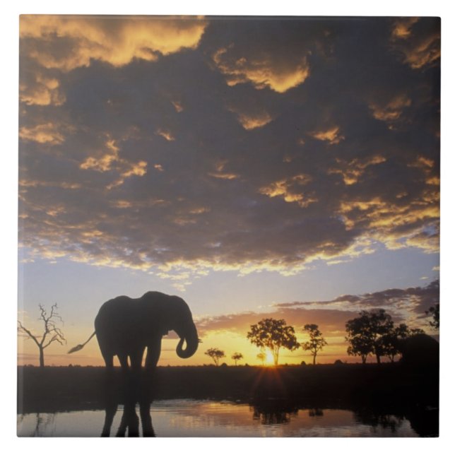 Botswana, Chobe National Park, Elephant Kakelplatta (Framsidan)
