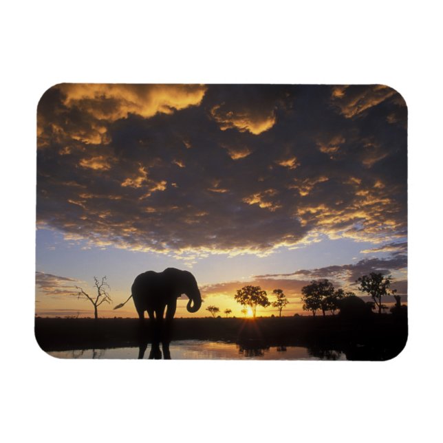 Botswana, Chobe National Park, Elephant Magnet (Horisontell)