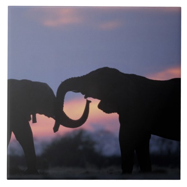 Botswana, Chobe National Park, Elephants Kakelplatta (Framsidan)