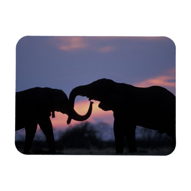 Botswana, Chobe National Park, Elephants Magnet (Horisontell)