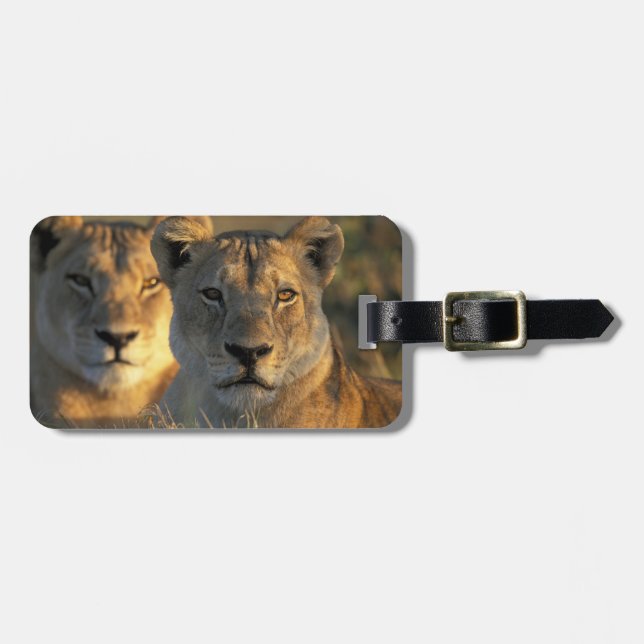 Botswana, Chobe National Park, Lejonhonor Bagagebricka (Horisontell Framsida)
