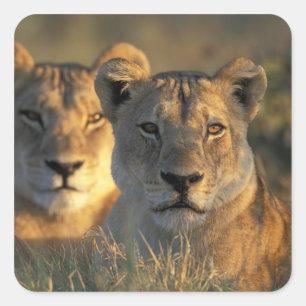 Botswana, Chobe National Park, Lejonhonor Fyrkantigt Klistermärke