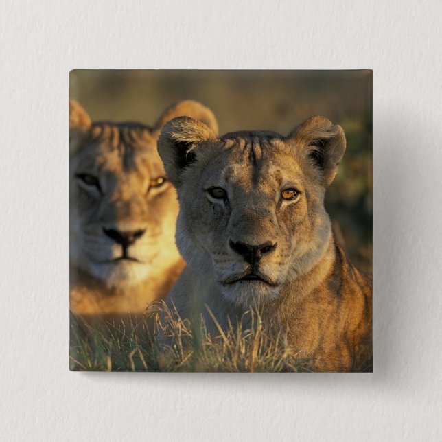 Botswana, Chobe National Park, Lejonhonor Knapp (Framsida)