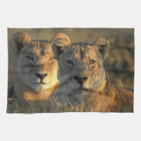 Botswana, Chobe National Park, Lejonhonor