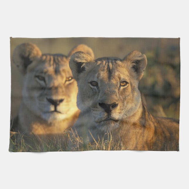 Botswana, Chobe National Park, Lejonhonor Kökshandduk (Horisontell)