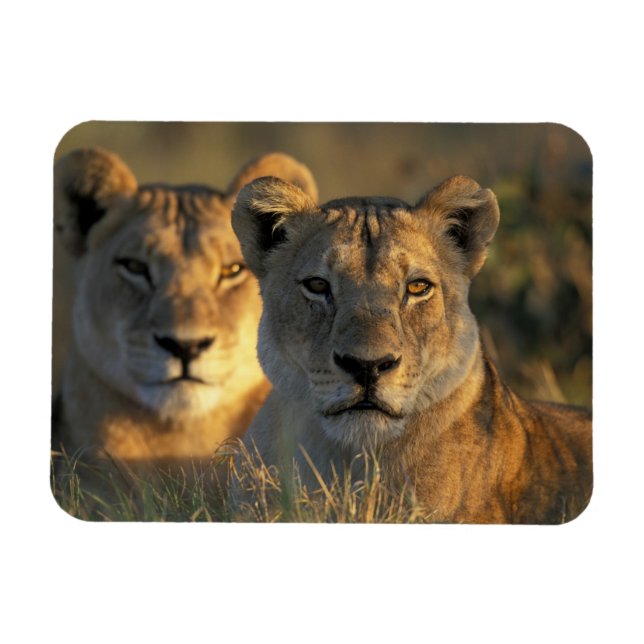 Botswana, Chobe National Park, Lejonhonor Magnet (Horisontell)