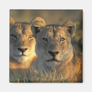 Botswana, Chobe National Park, Lejonhonor Magnet