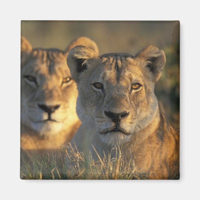 Botswana, Chobe National Park, Lejonhonor Magnet (Framsidan)