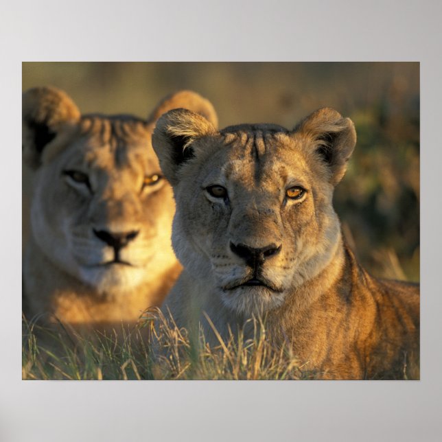 Botswana, Chobe National Park, Lejonhonor Poster (Framsidan)
