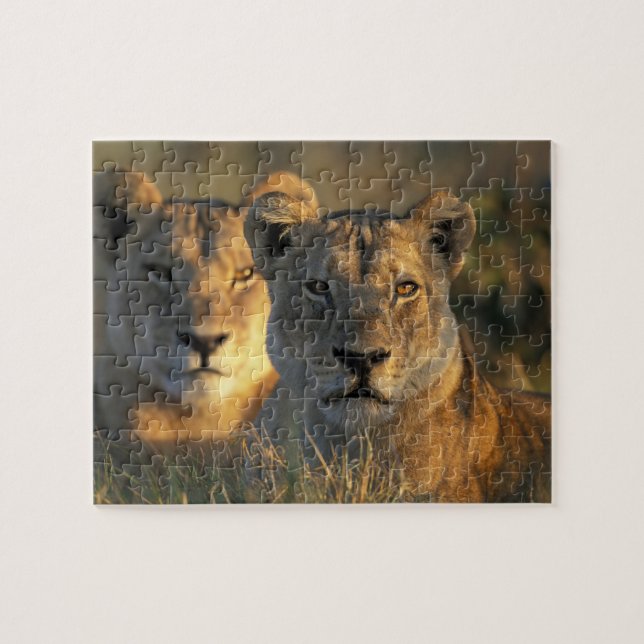 Botswana, Chobe National Park, Lejonhonor Pussel (Horisontell)