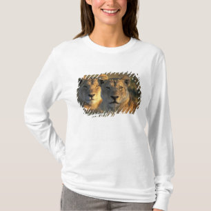 Botswana, Chobe National Park, Lejonhonor T Shirt