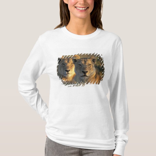 Botswana, Chobe National Park, Lejonhonor T Shirt (Framsida)