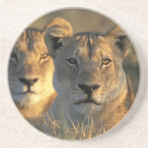 Botswana, Chobe National Park, Lejonhonor Underlägg